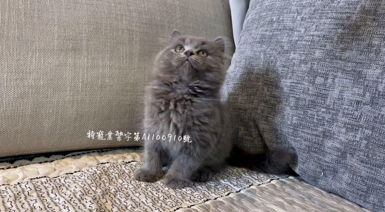 尊爵名皇／骨架粗 大餅臉 藍色英國長毛貓