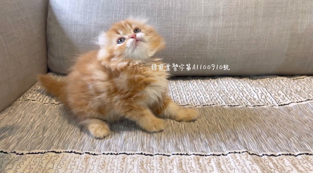 尊爵名皇／超萌橘金長毛捲耳貓