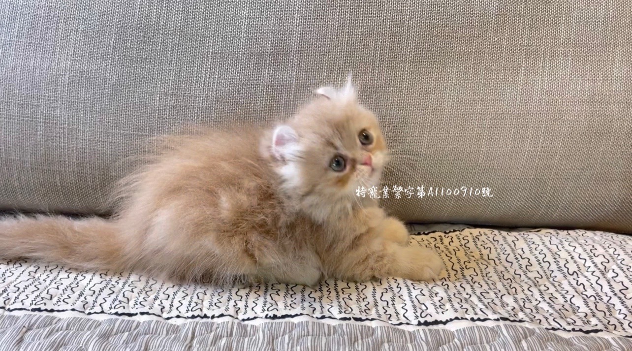 尊爵名皇／秒殺款 超萌小鹿色 捲耳小步舞曲