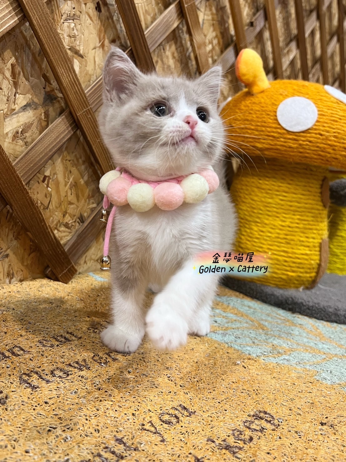金瑟喵屋／紫丁香 賓士 特殊色 英國短毛貓