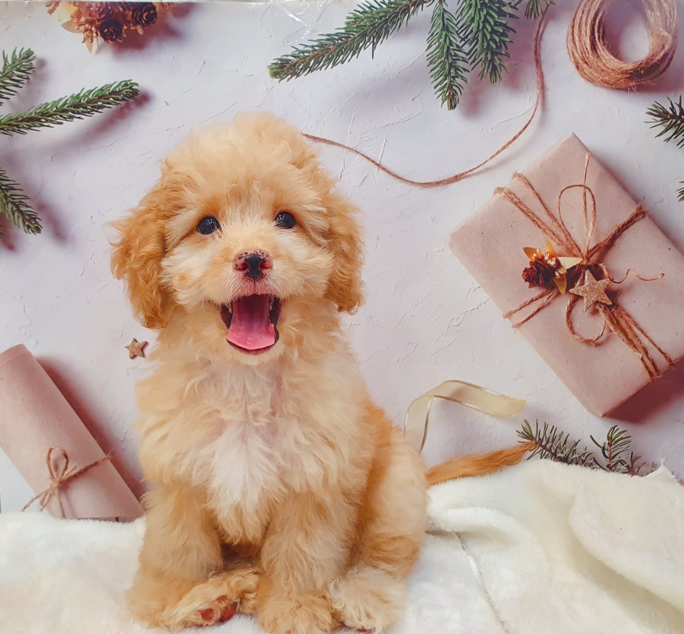 帕菲寵物館／香檳金 貴賓弟弟