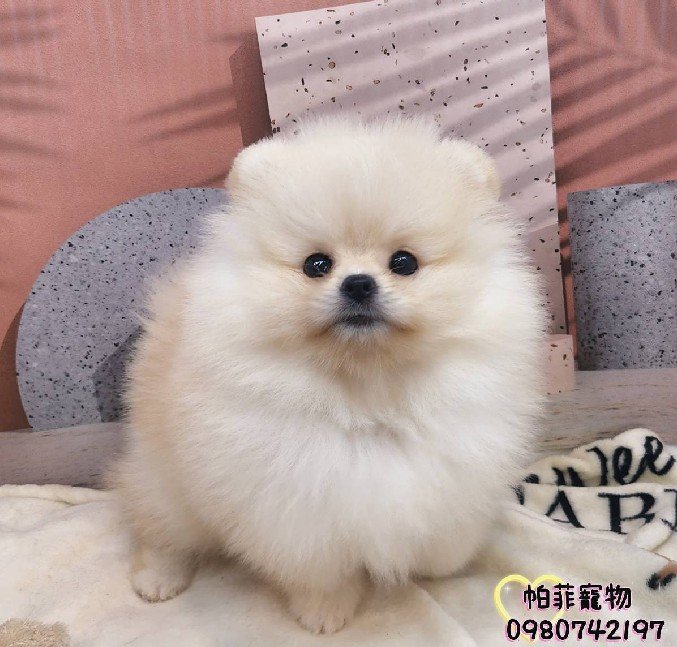 嚴選合法寵物店-帕菲犬貓園