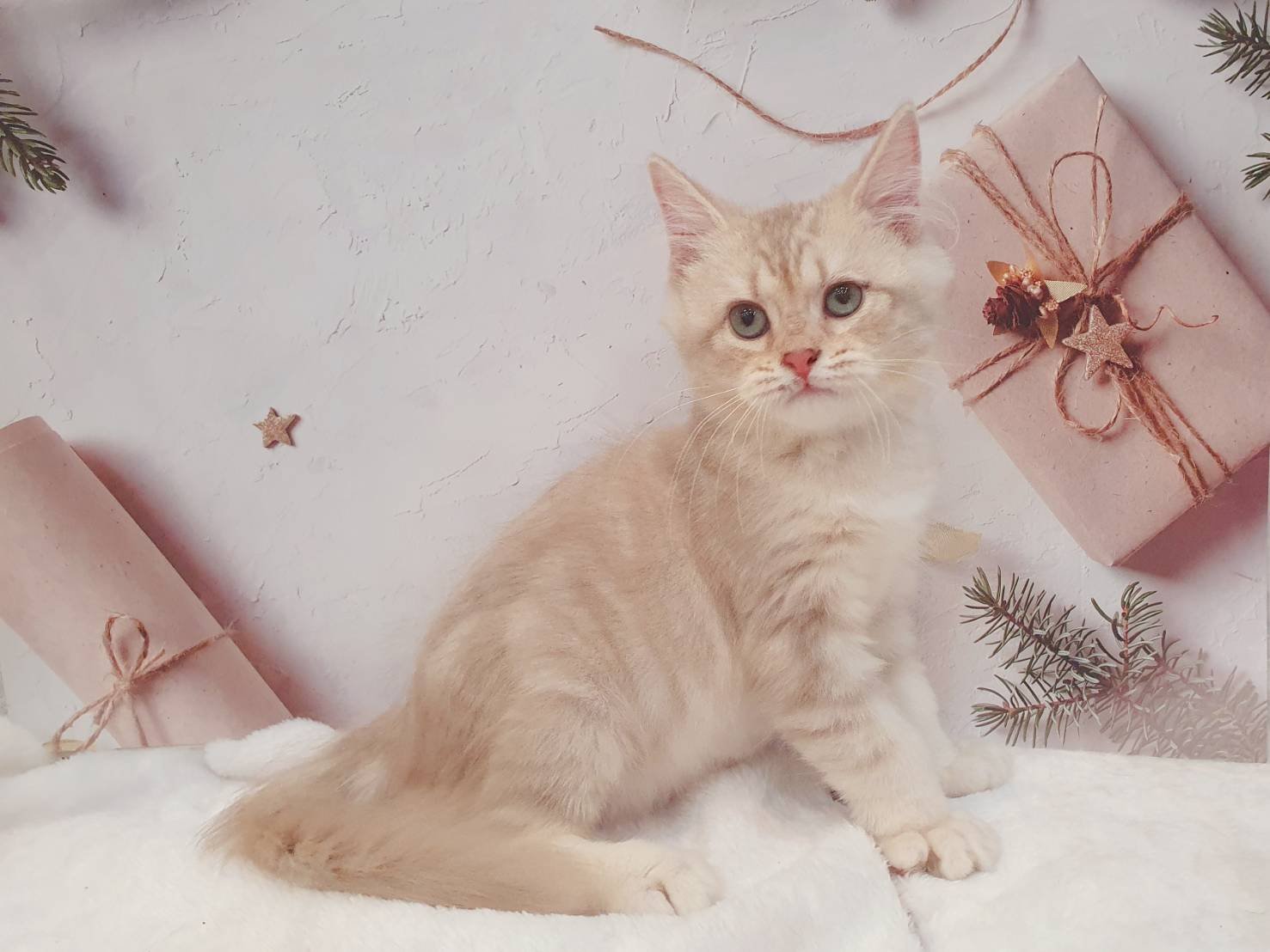 帕菲寵物館／紫金香 非標準曼赤肯