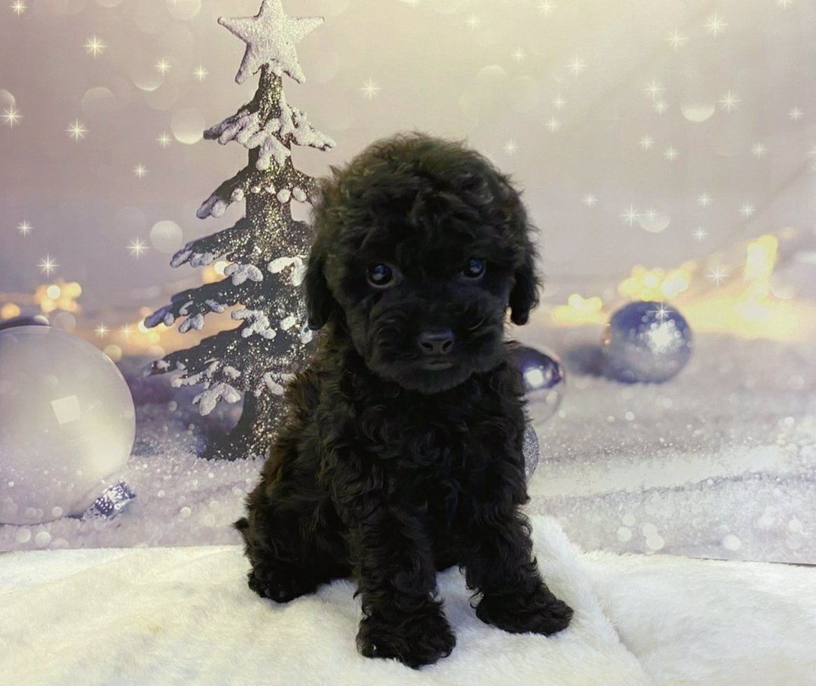 帕菲寵物館／毛量豐厚 黑貴賓 玩具泰迪