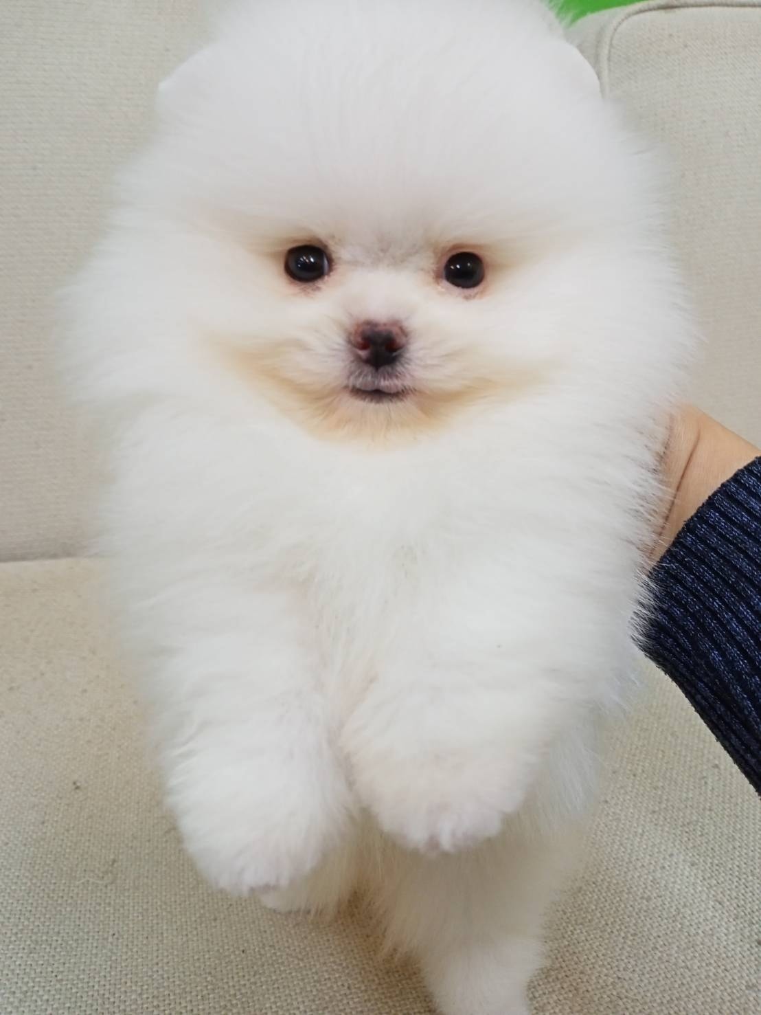 超可愛名犬社／超可愛的白博美