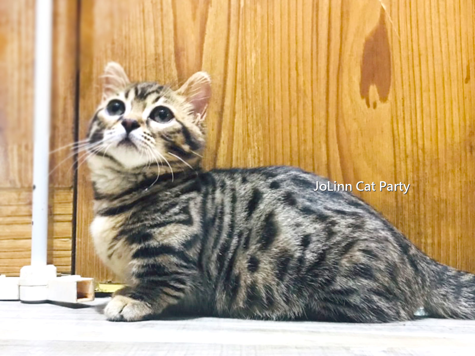 貓咪派對／豹紋小跑車 曼赤肯短毛貓