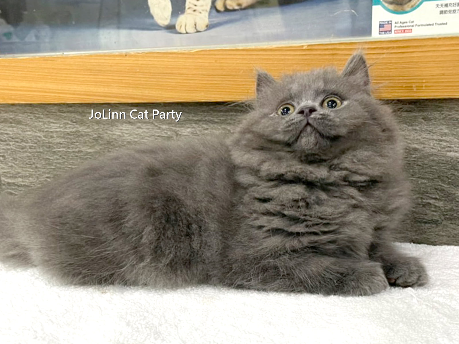 貓咪派對／小毛球 藍色英國長毛貓