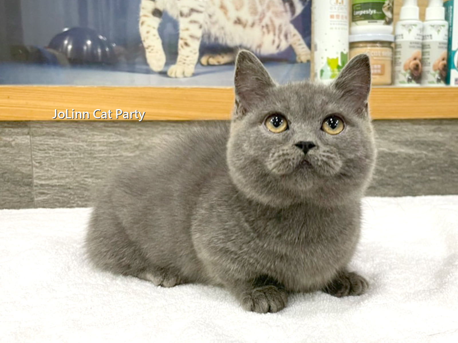 貓咪派對／肥肥臉 短短腿 藍色曼斥肯貓