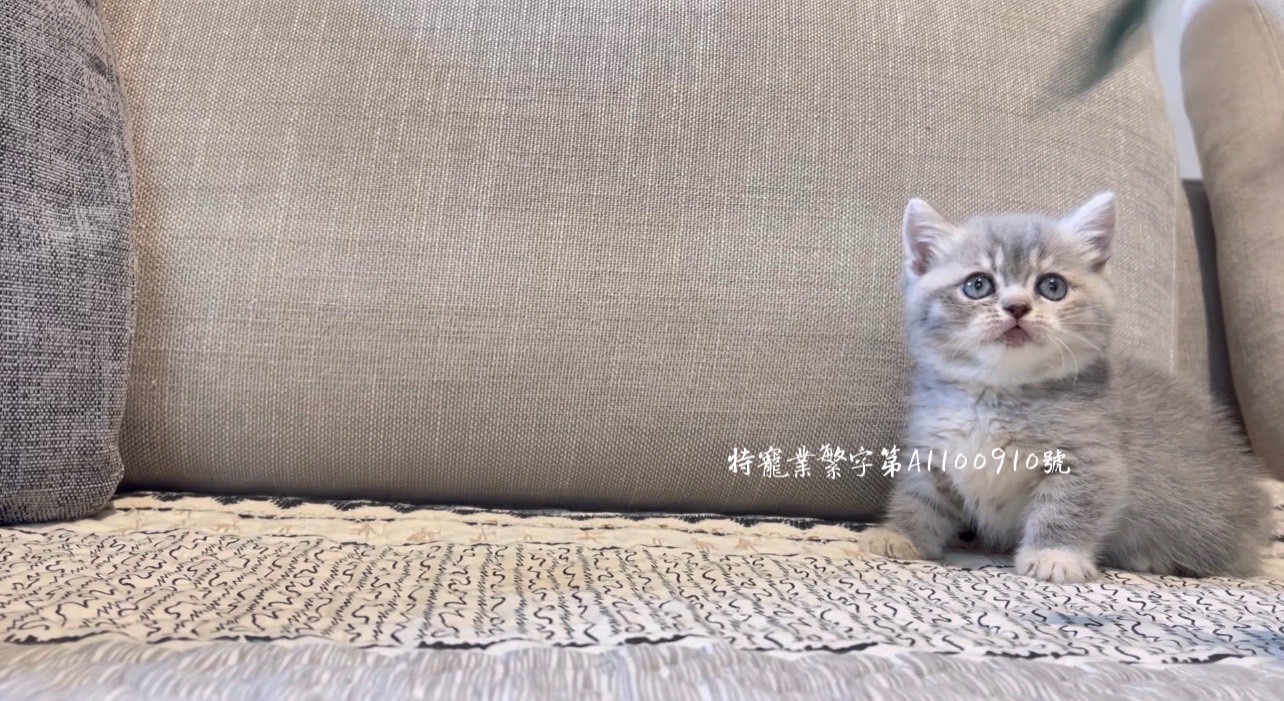 尊爵名皇／藍虎斑曼赤肯