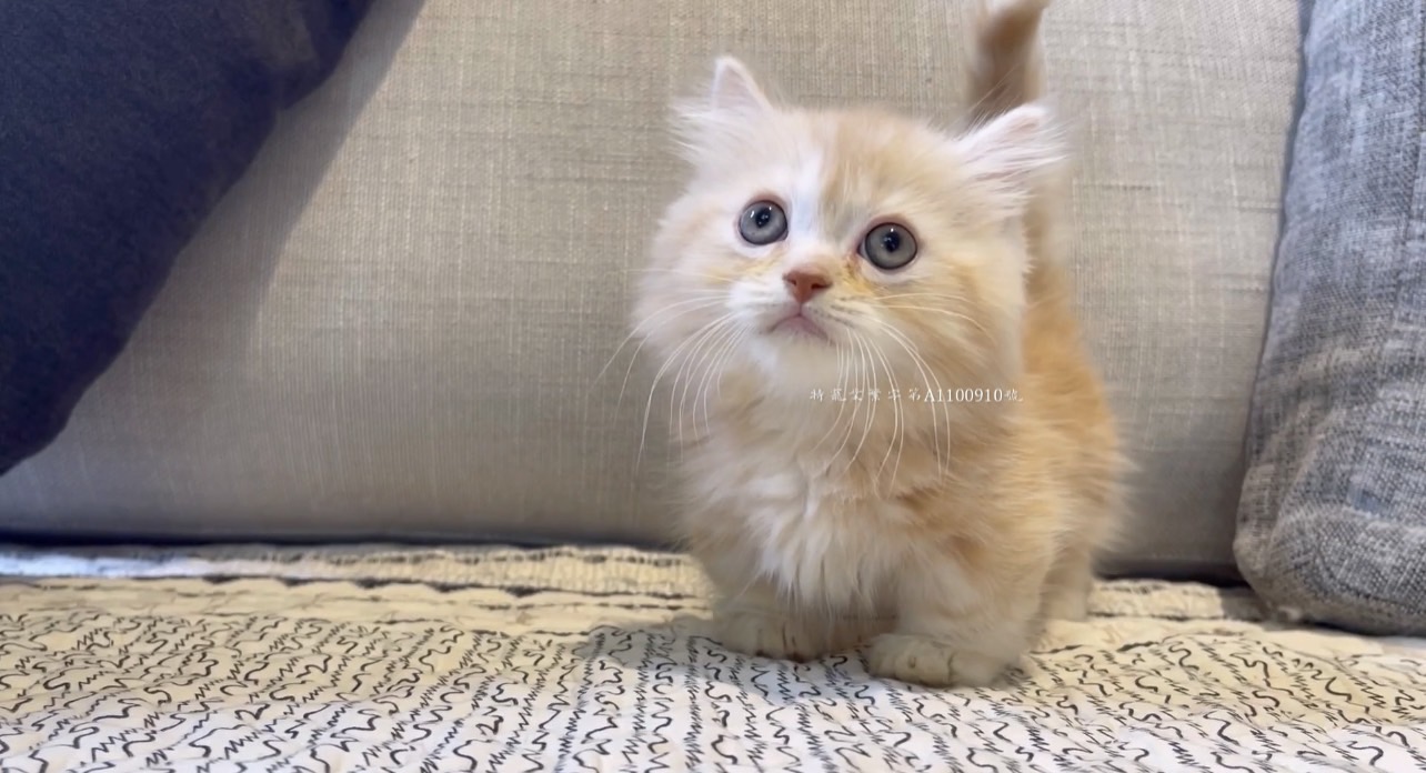 尊爵名皇／種公級 奶油小步舞曲 帶金漸層基因