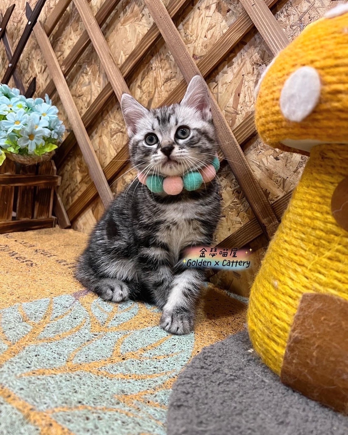 金瑟喵屋／銀白美國短毛貓弟弟