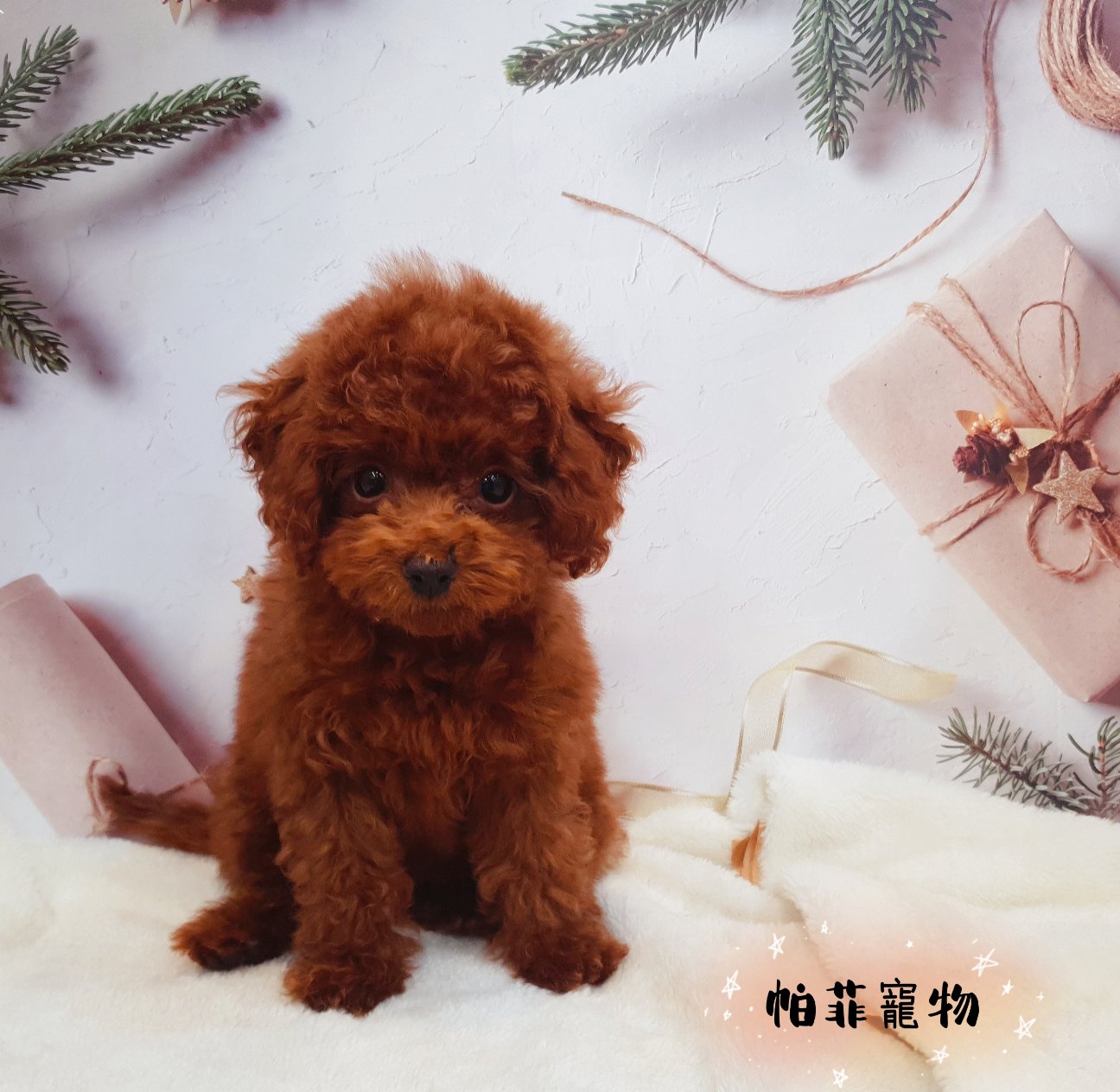 帕菲寵物館／玩具型貴賓妹妹