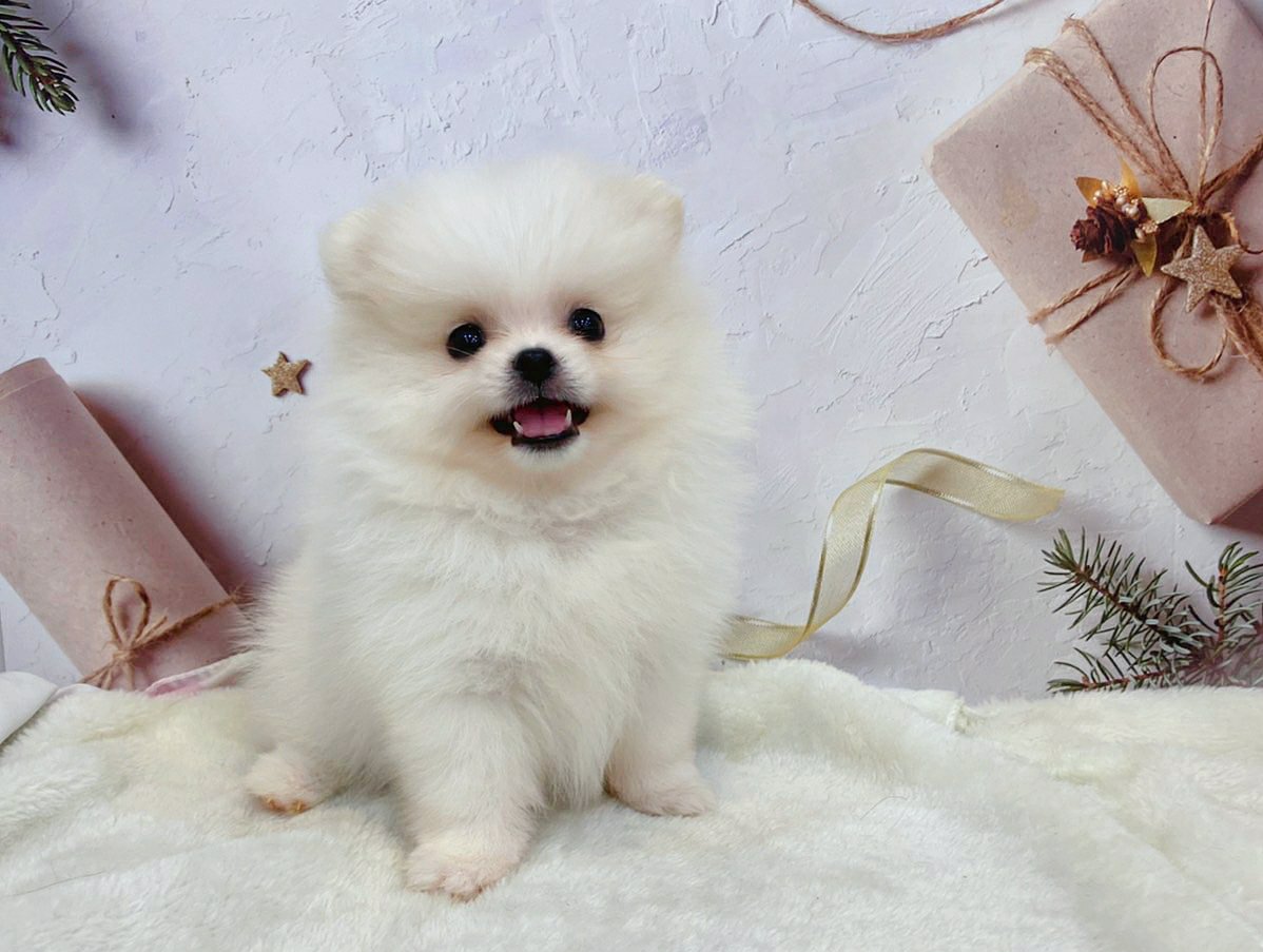 帕菲寵物館／紅色白色 松鼠博美