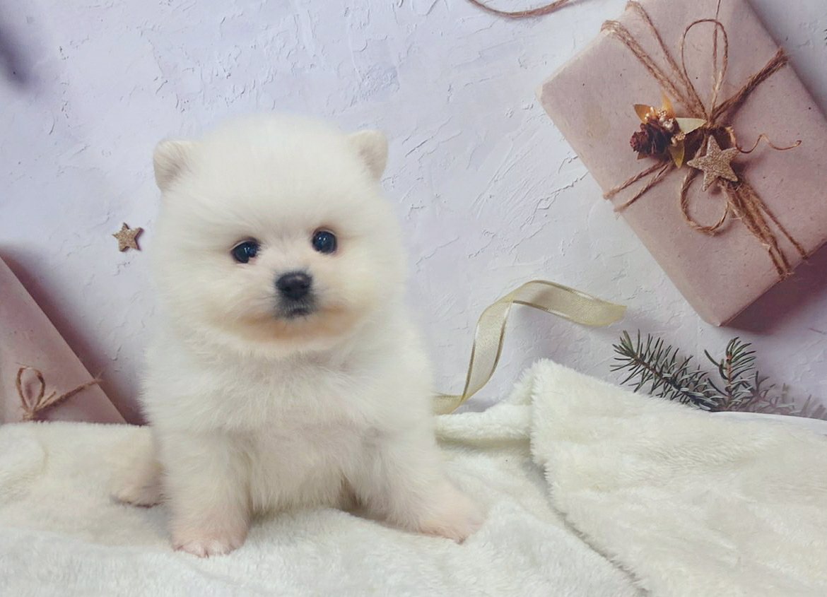 帕菲寵物館／博美幼犬 弟弟妹妹