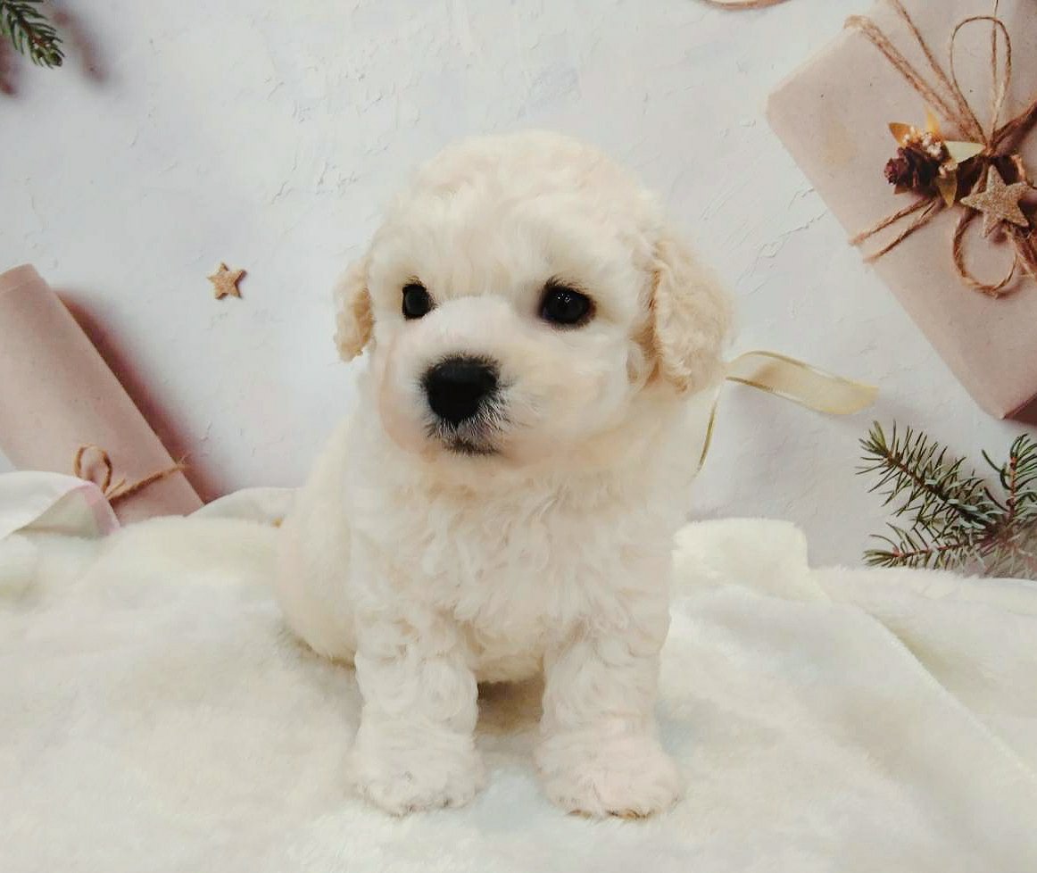 帕菲寵物館／比熊犬妹妹