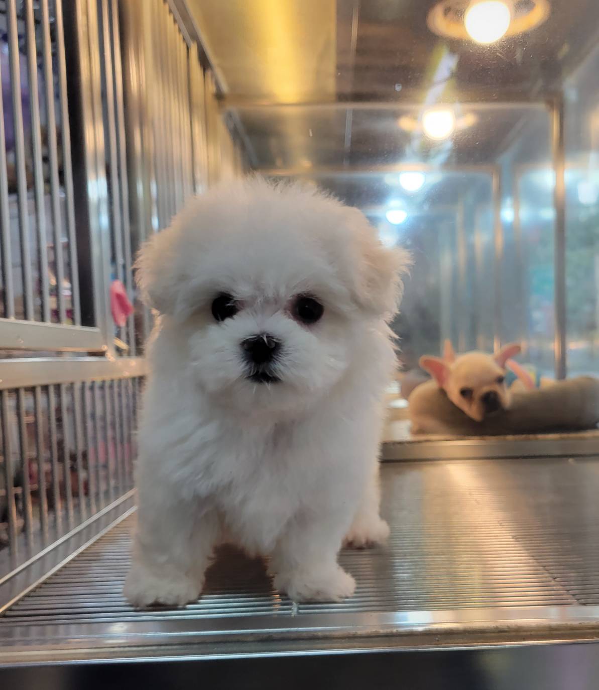 欣愛精品寵物生活館／頂級小型 漂亮瑪爾濟斯寶寶