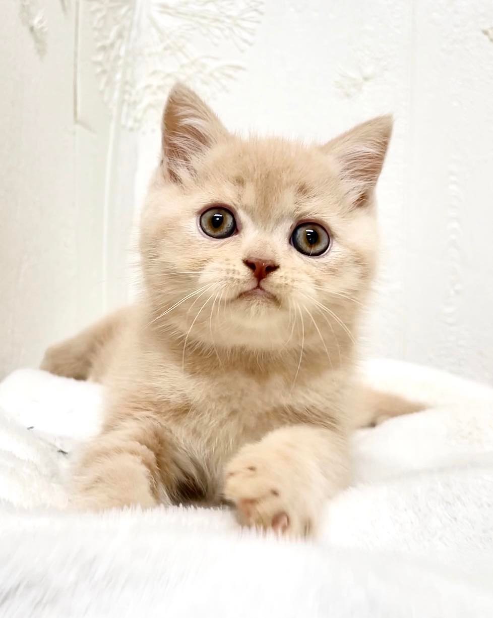 貓咪總動員館／奶油美短小弟