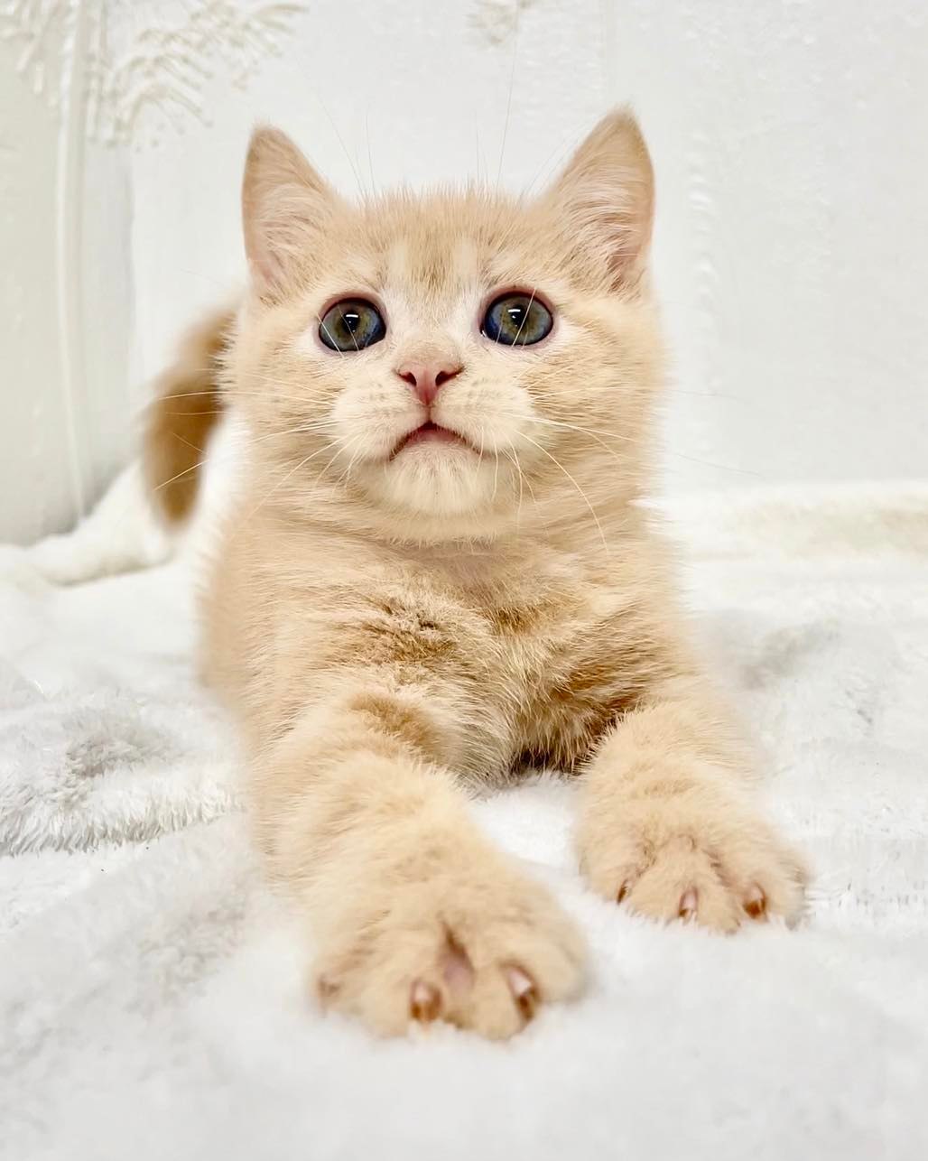 貓咪總動員館／橘紅美短姊姊