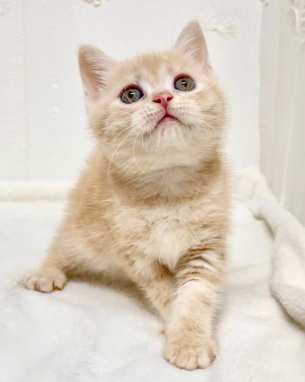 貓咪總動員館／橘紅美短妹妹