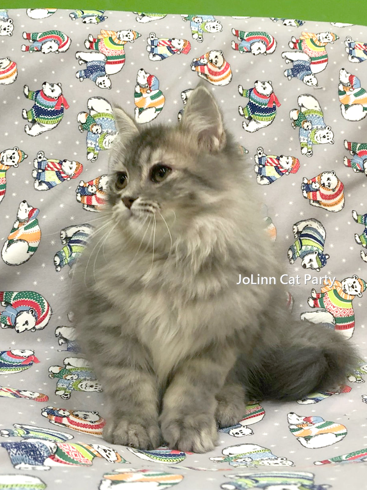 貓咪派對／毛茸茸 藍虎斑英國長毛貓