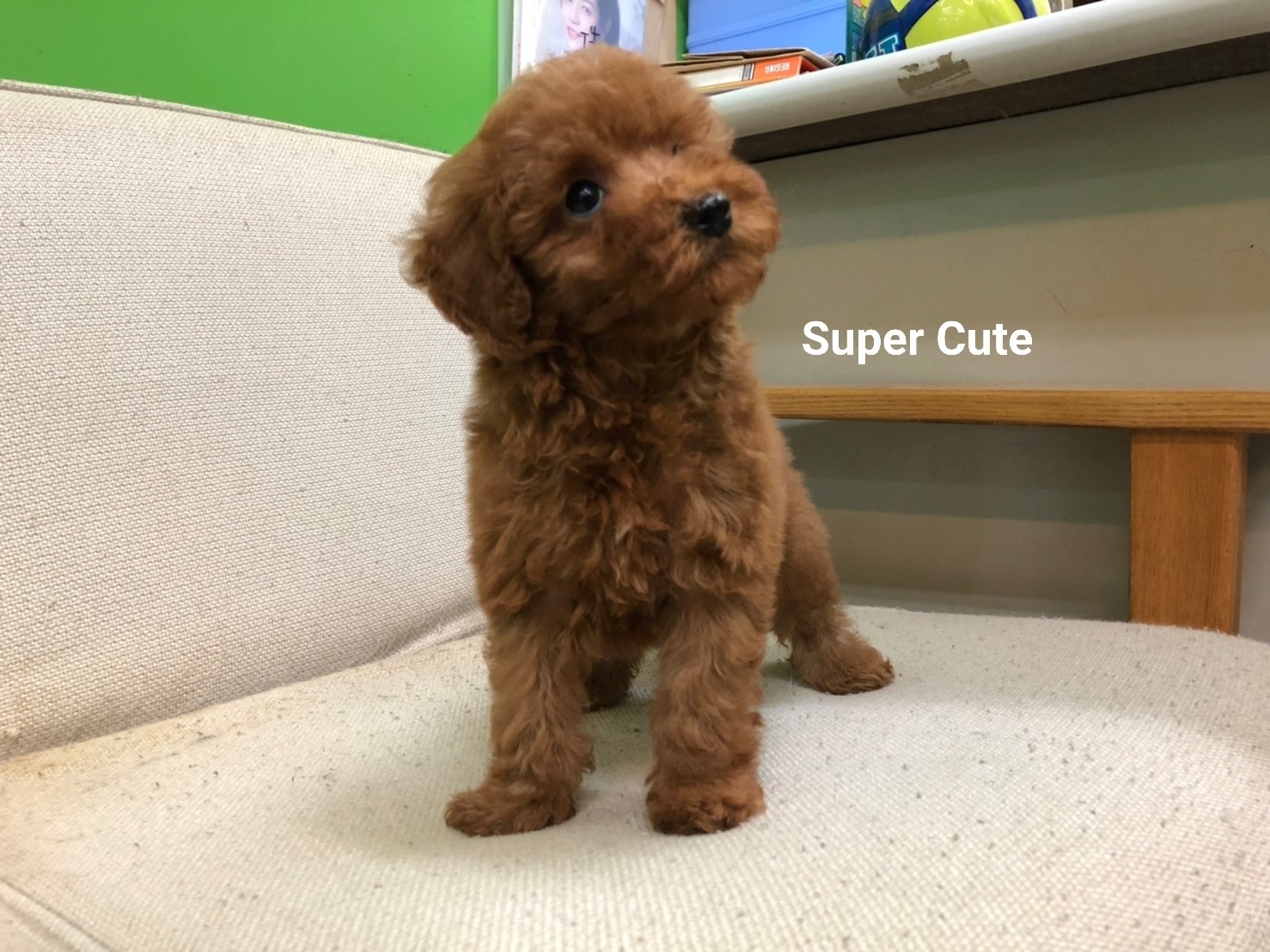 超可愛名犬社／超可愛的紅貴賓