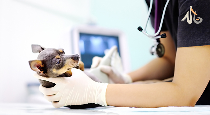 3步驟+4重點 挑出優質寵物險