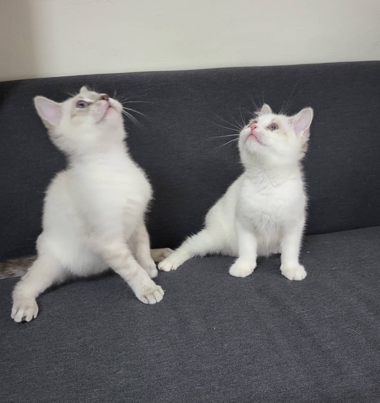 阿寶貝貝喵喵小舖／布偶色系短毛貓