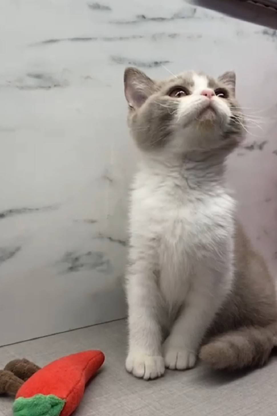 野獸派貓舍／紫丁香賓士英國短毛貓