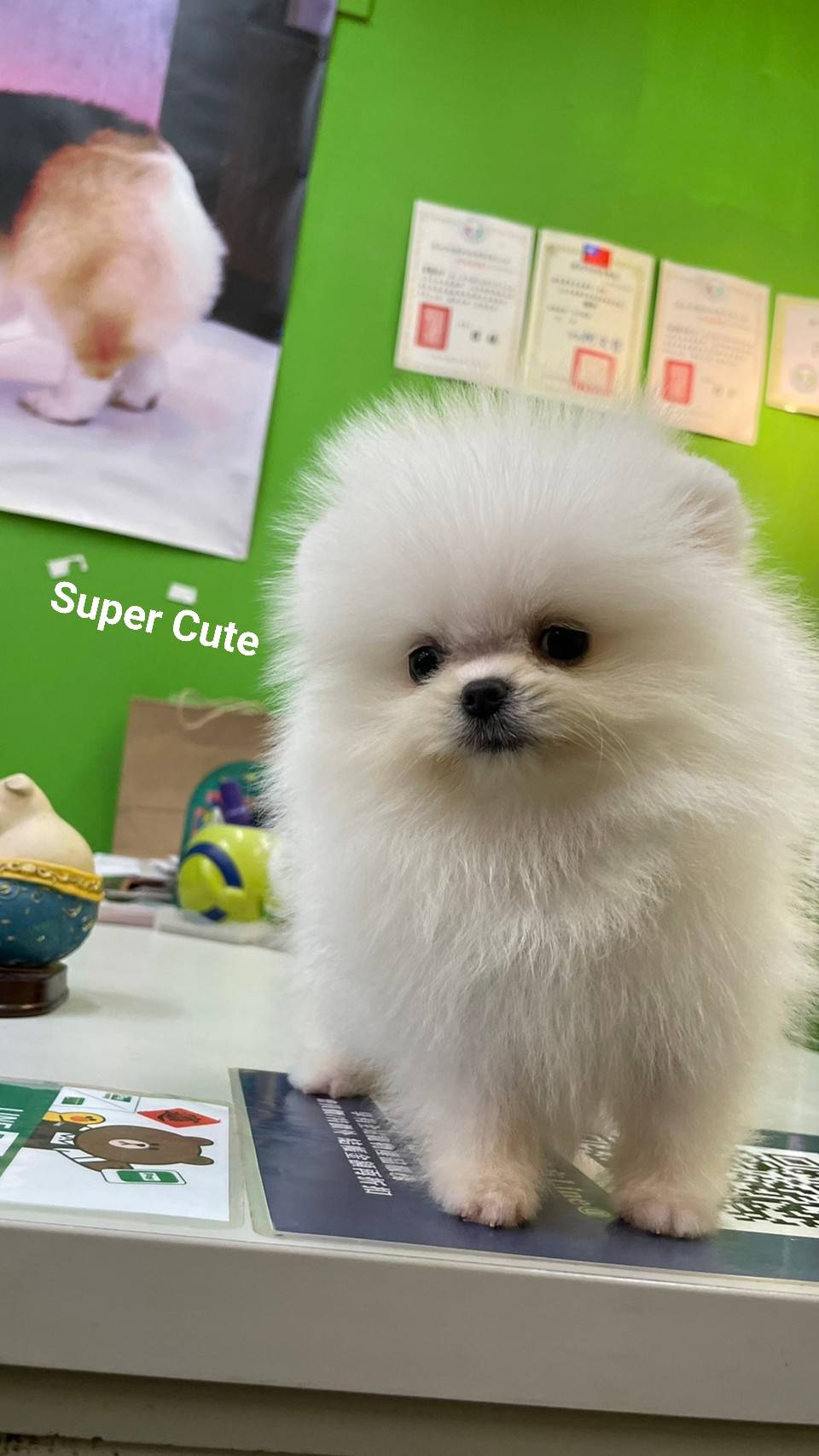 超可愛名犬社／超可愛的白博美