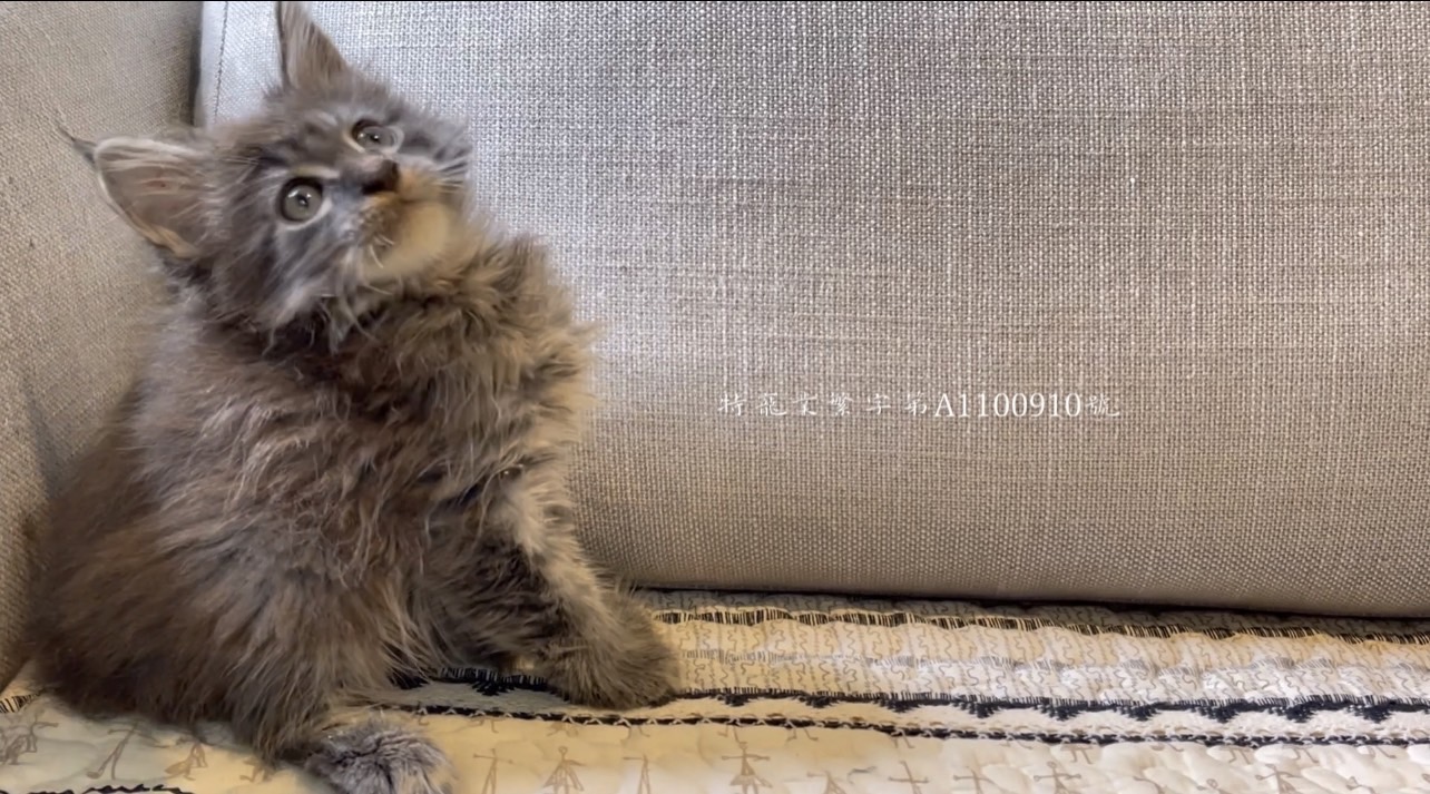 尊爵名皇／灰虎斑緬因貓