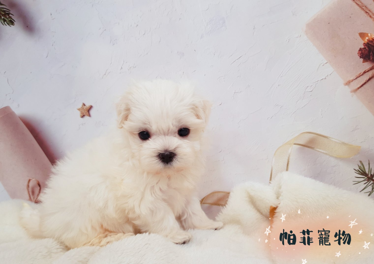 帕菲寵物館／瑪爾幼犬