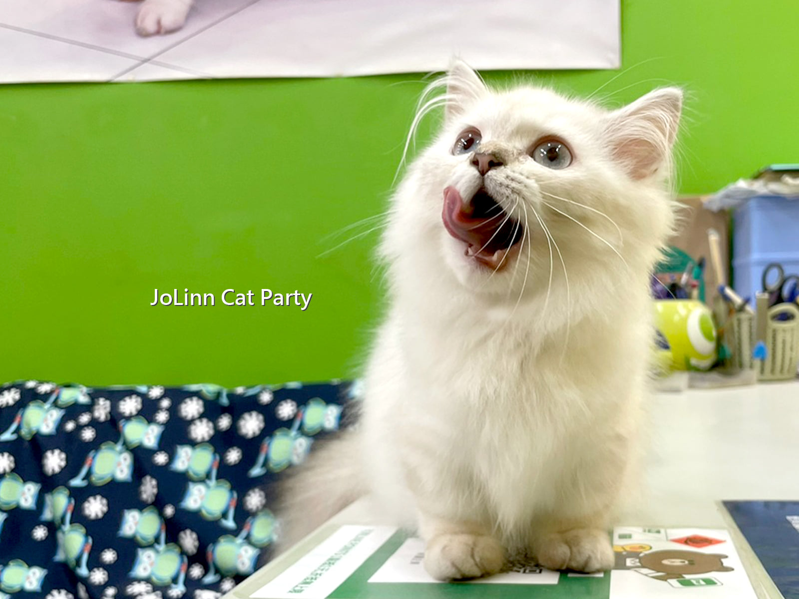 貓咪派對／海豹重點小步舞曲貓