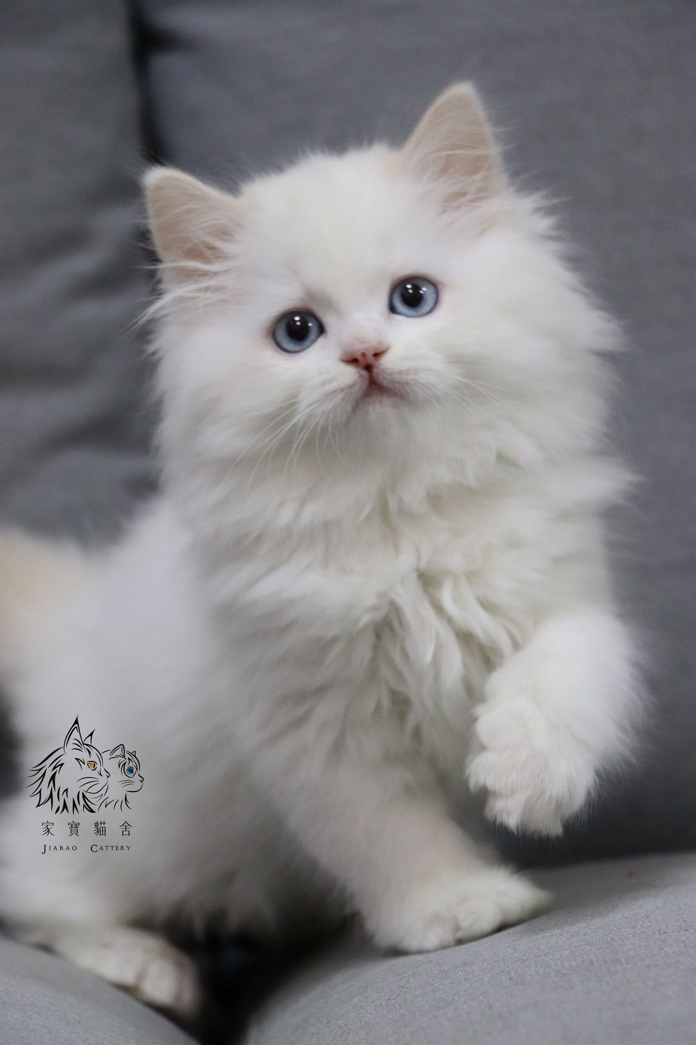 家寶寵物／奶雙波斯 (非標準小步)