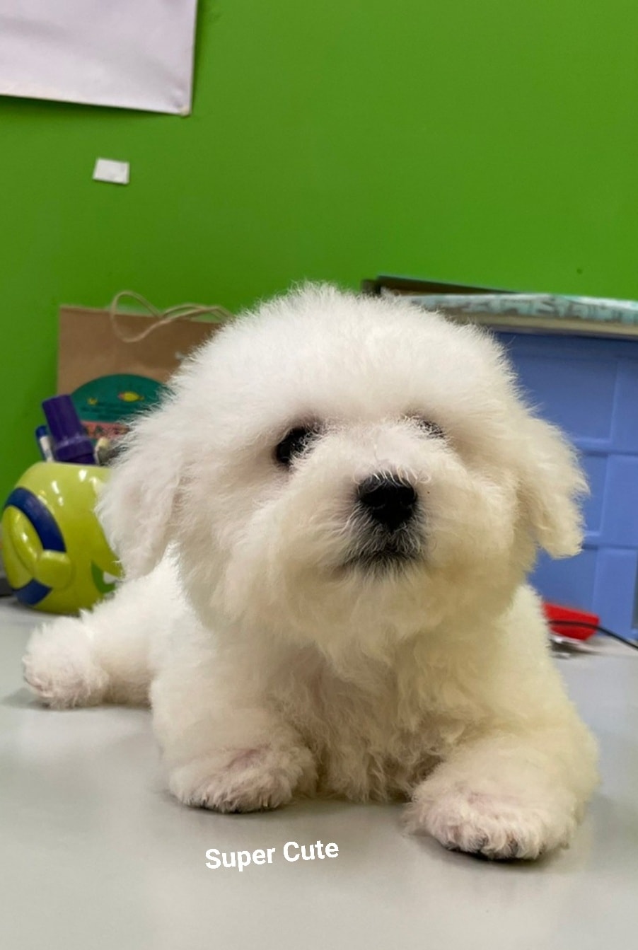 超可愛名犬社／超可愛的比熊寶寶