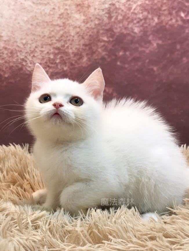 魔法森林／純白色英國短毛貓