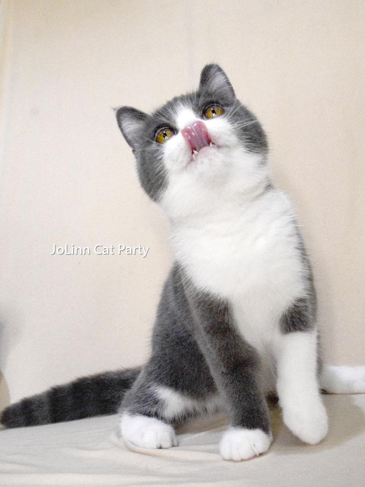 貓咪派對／藍白正賓士英國短毛貓