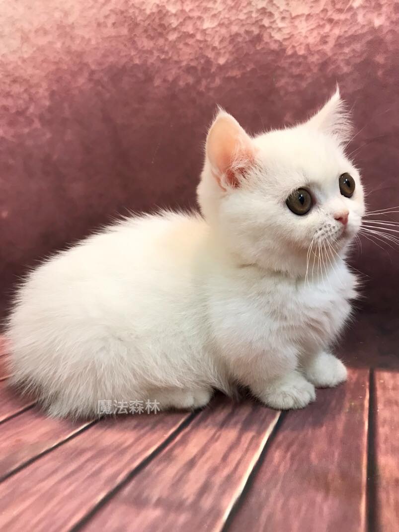 魔法森林／白色曼次肯短腿妹妹