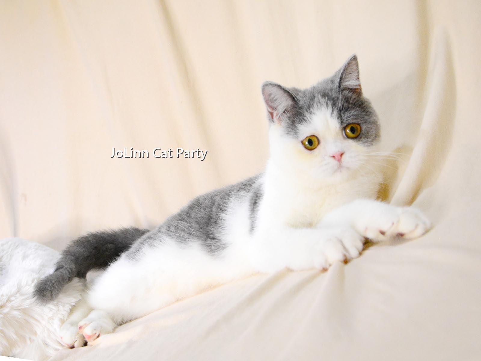 貓咪派對／甜甜價 藍白色英國短毛貓