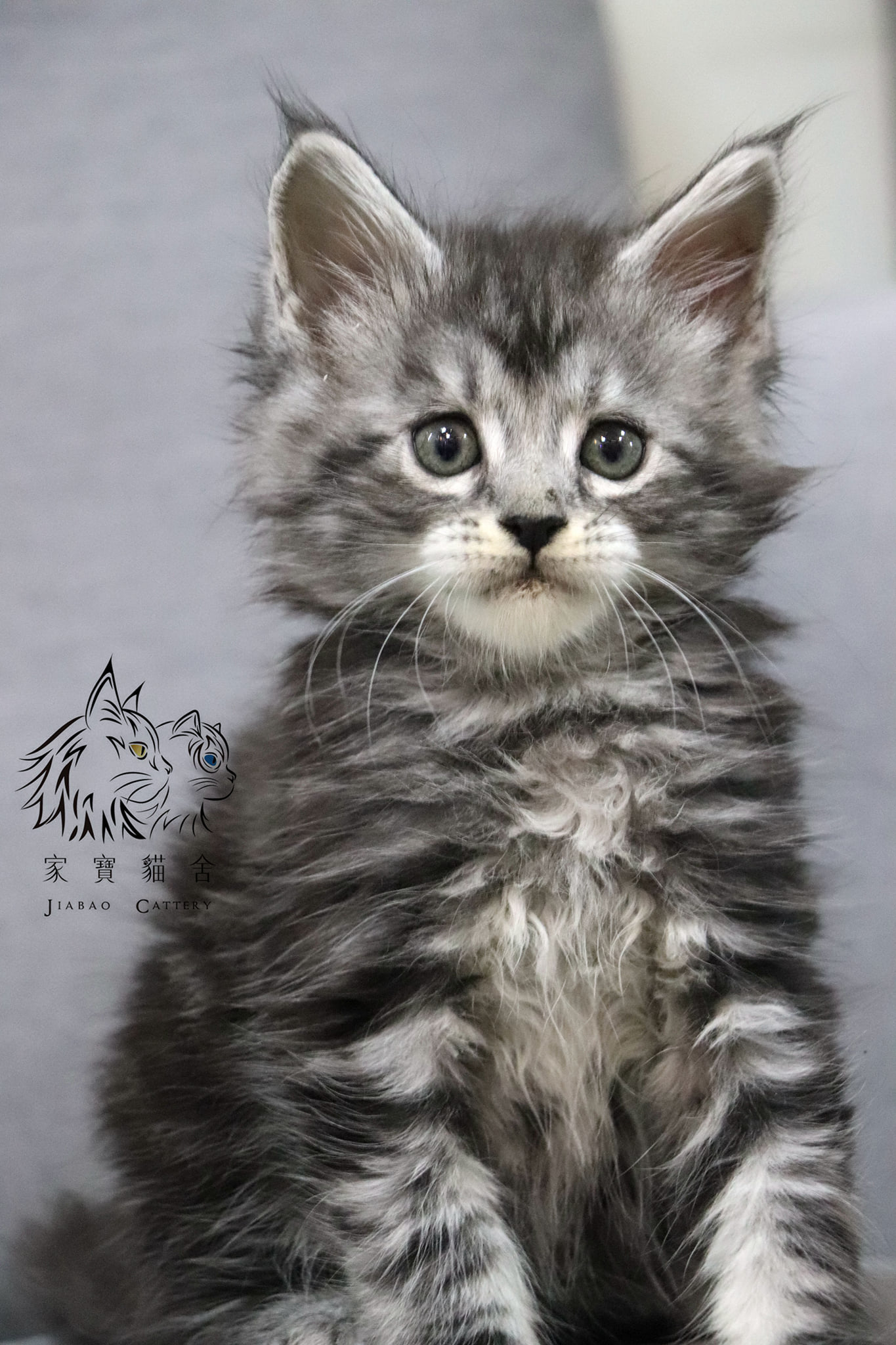 家寶寵物／銀虎斑緬因 女生