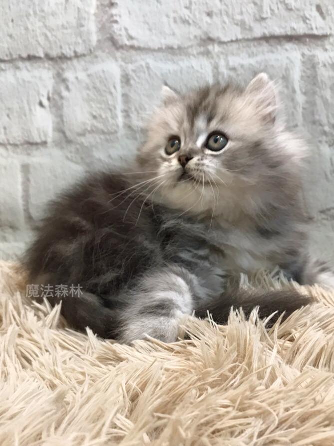 魔法森林／銀灰色非標準小步舞曲