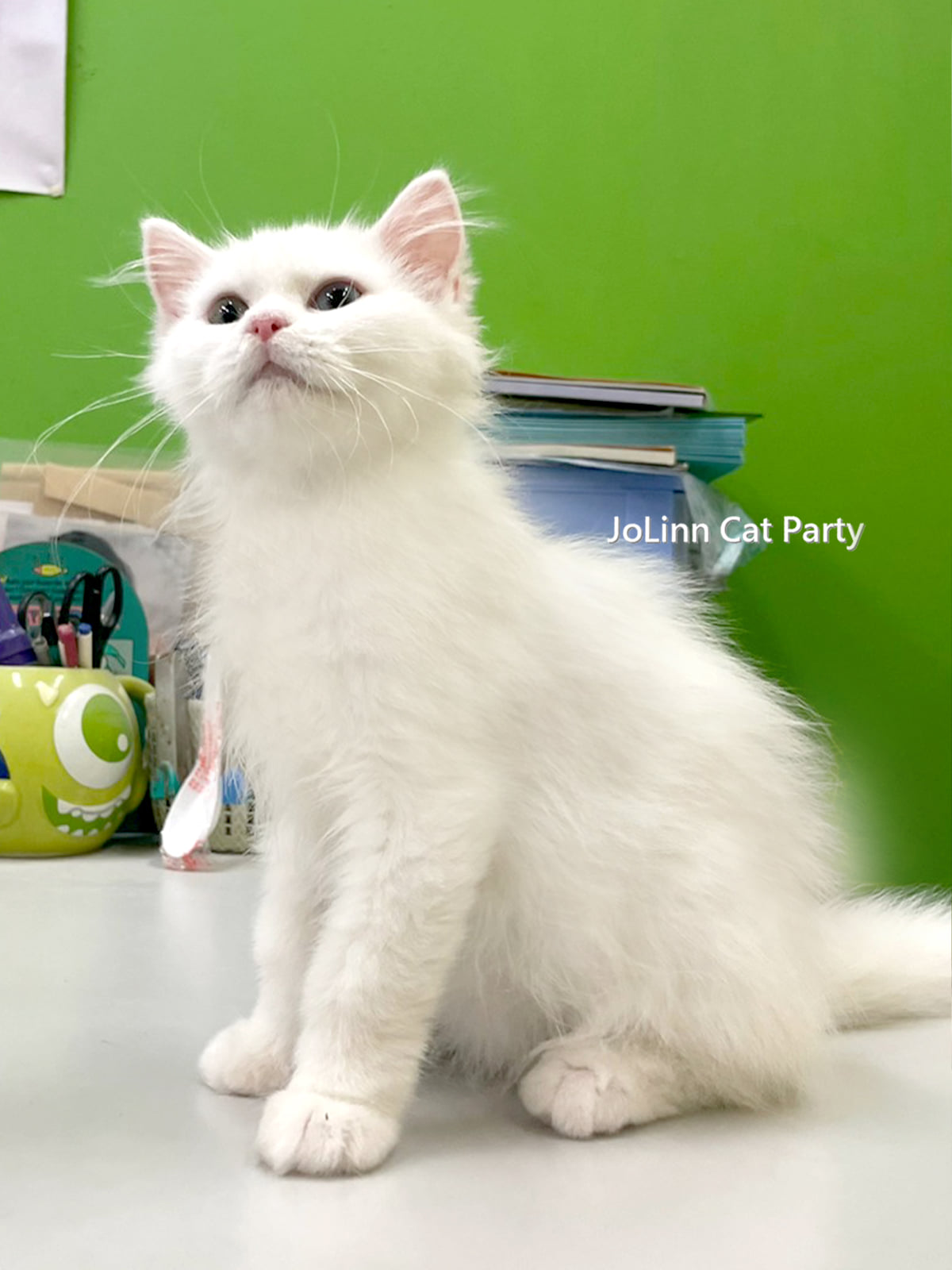 貓咪派對／白色英國長毛貓