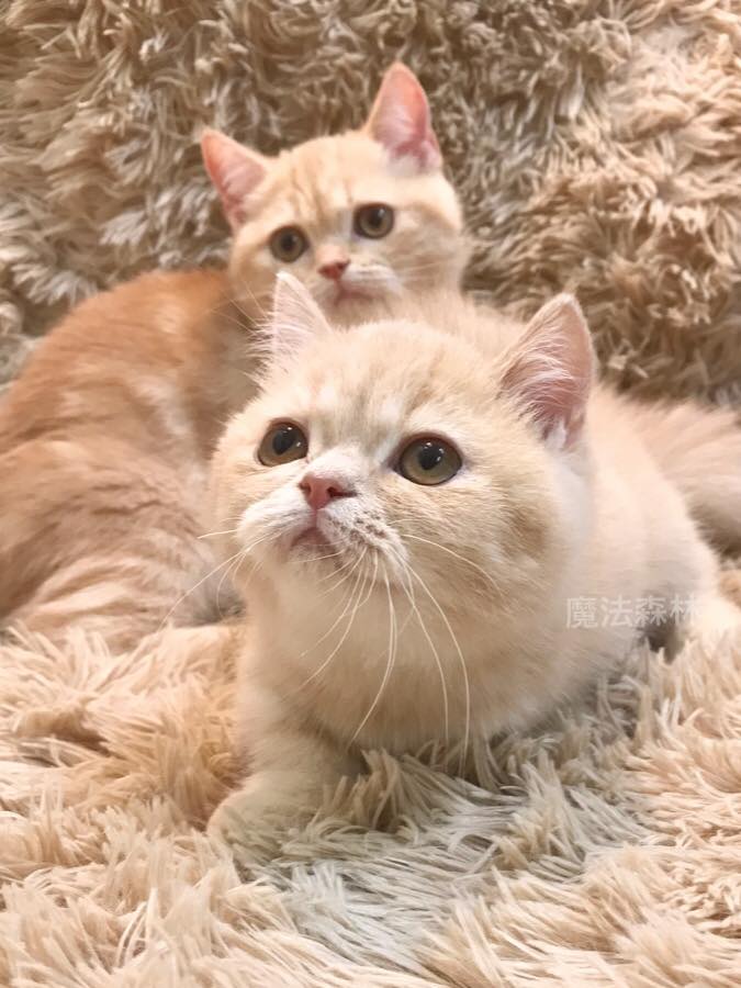 魔法森林／奶油色 奶橘色螺旋紋 曼次肯