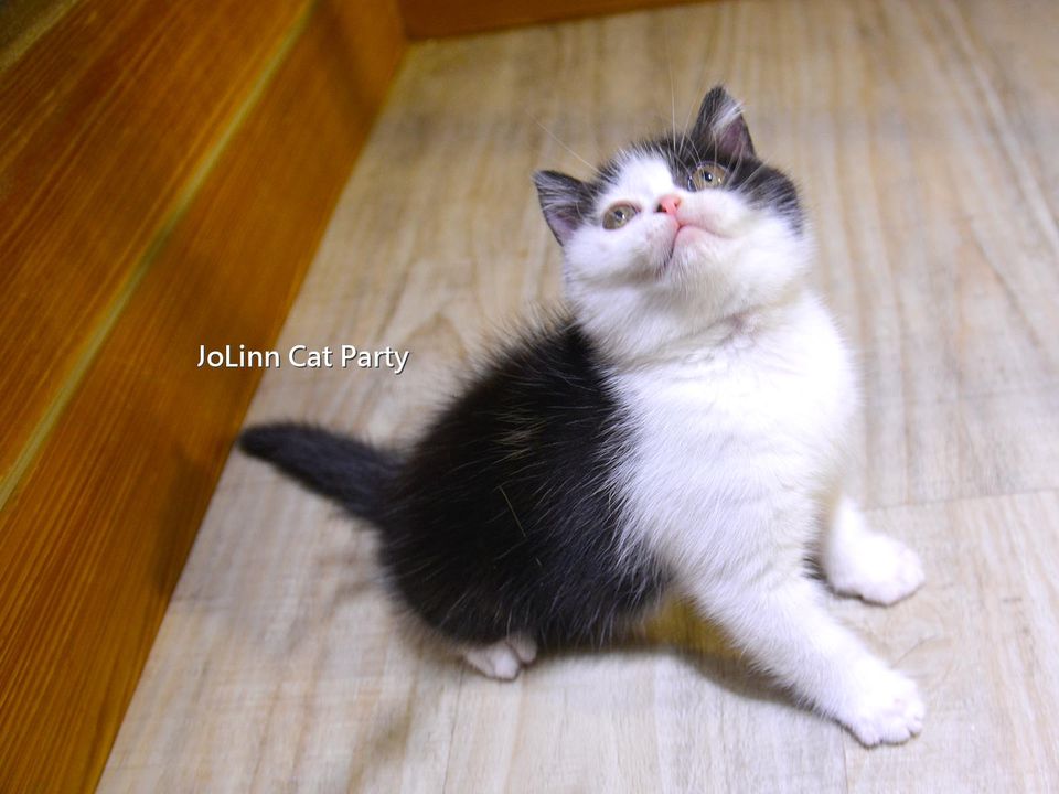 貓咪派對／黑白色英國短毛貓