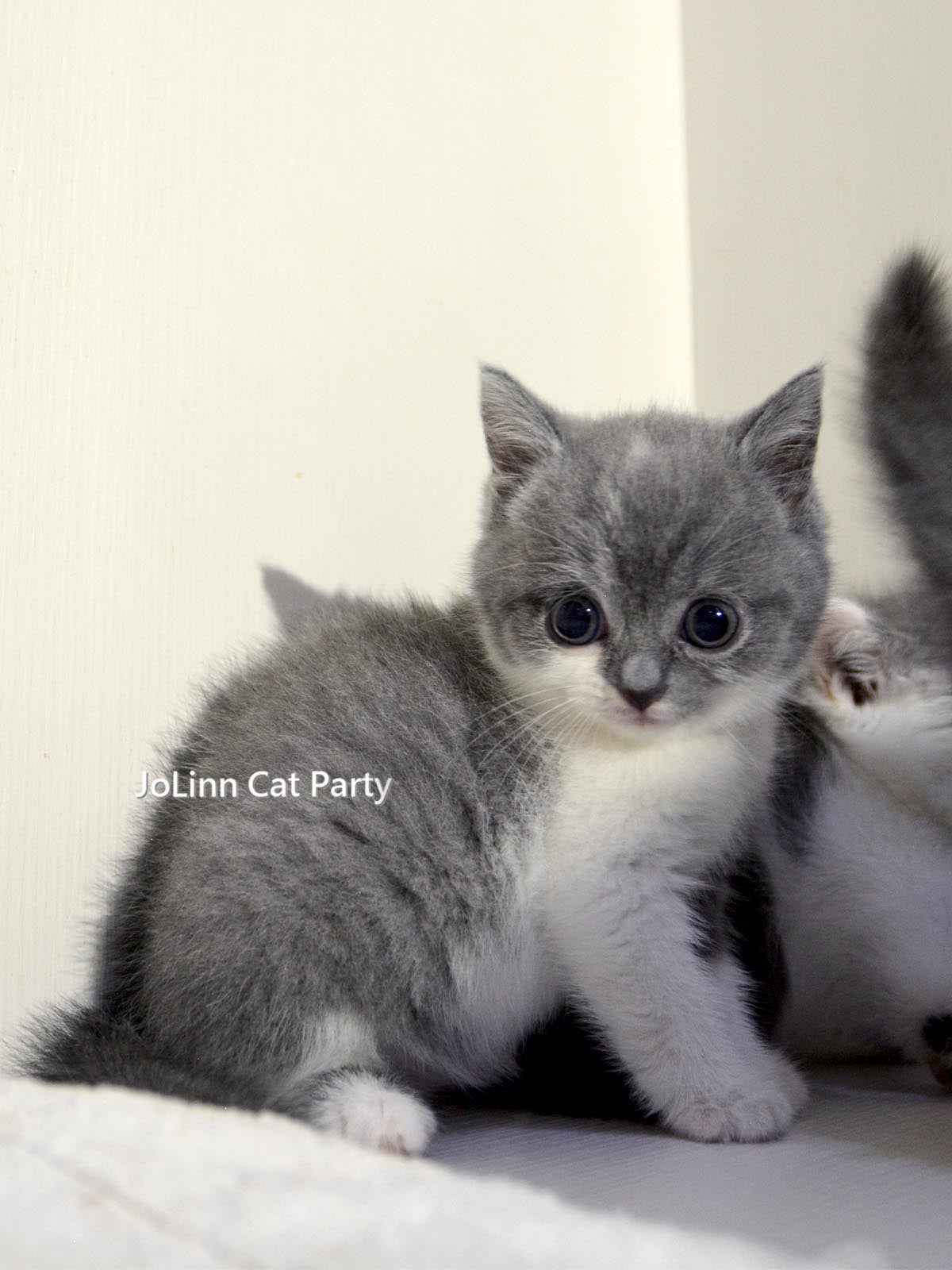 貓咪派對／藍白色英國短毛貓