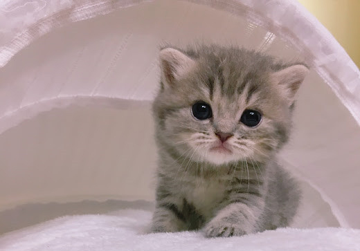 糖果卡通貓舍／藍虎斑英短妹妹