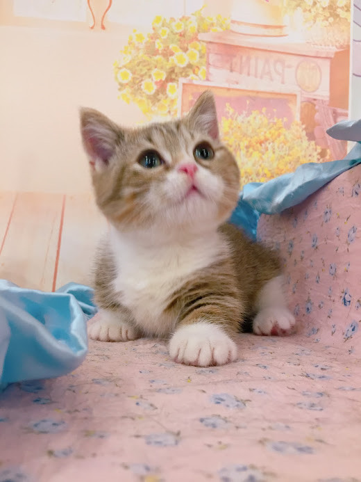 糖果卡通貓舍／肉桂金虎色加白曼赤肯短腿貓