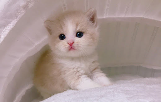 糖果卡通貓舍／奶白賓士英短弟弟