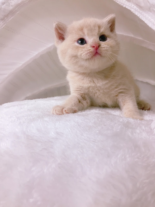 糖果卡通貓舍／奶茶色英短弟弟