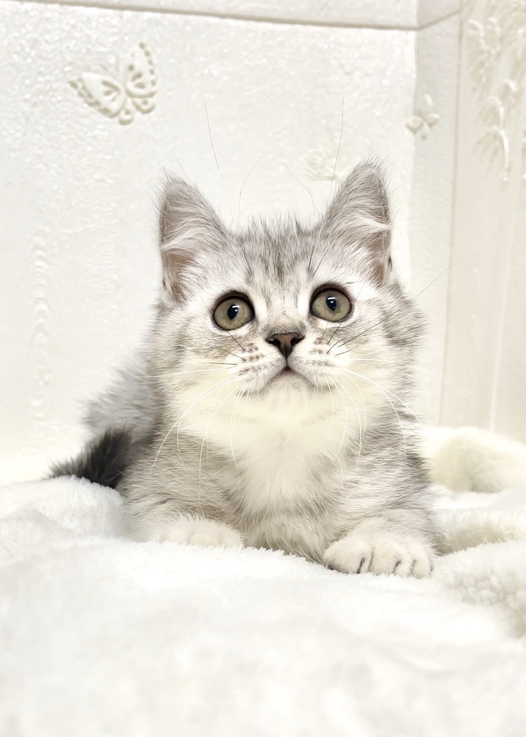 貓咪總動員館／銀虎斑英短 弟弟