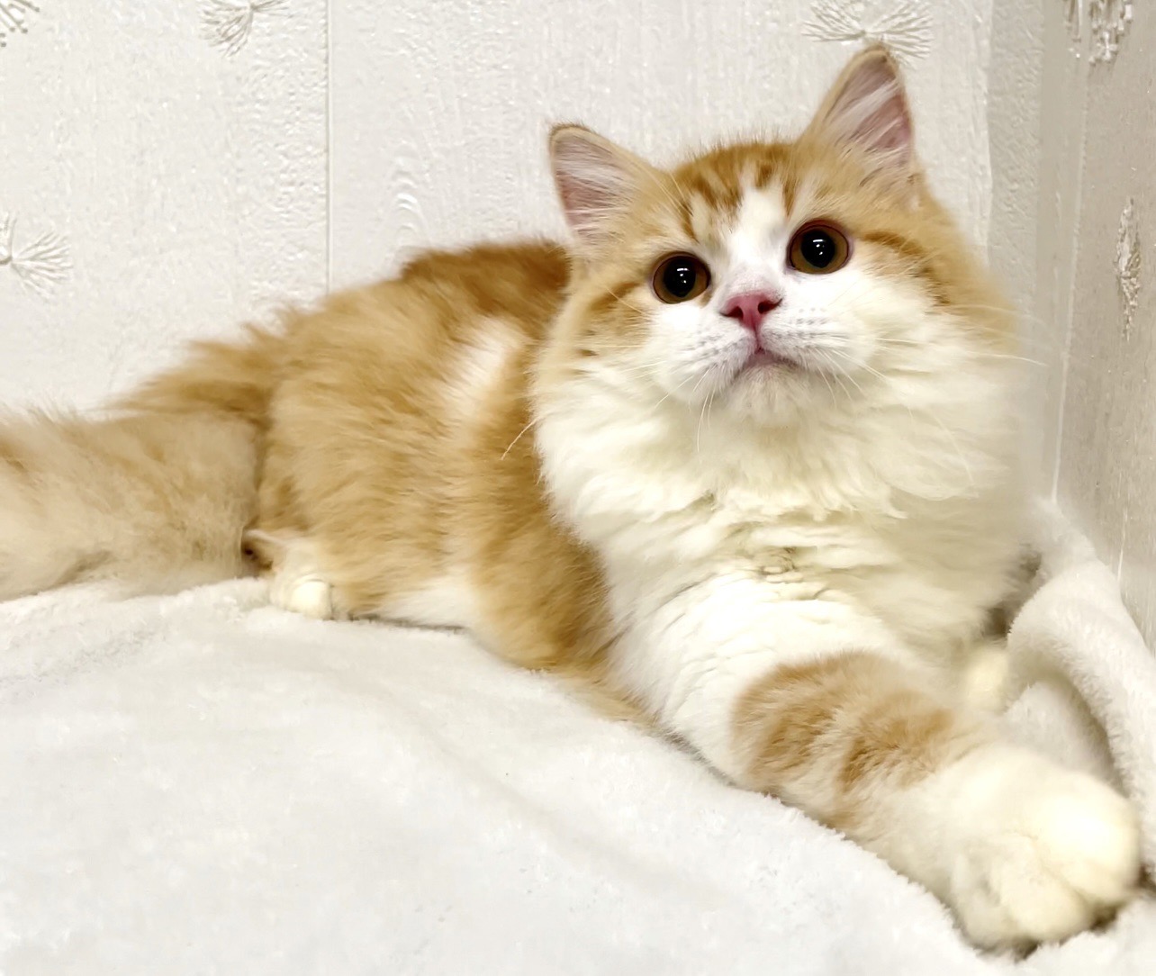 貓咪總動員館／橘白賓士英國長毛貓